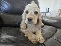 AKC Bella's Light Cocker Girl, a female Cocker Spaniel for sale in Casa Grande, AZ – 9 of 9