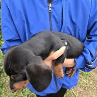 AKC Black/Tan Girl, a female Dachshund for sale in Casa Grande, AZ – Photo 10 of 10