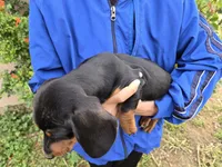 AKC Black/Tan Boy, a male Dachshund for sale in Casa Grande, AZ – Photo 10 of 10