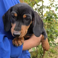 AKC Black/Tan Girl, a female Dachshund for sale in Casa Grande, AZ – Photo 7 of 10