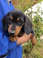 AKC Black/Tan Boy, a male Dachshund for sale in Casa Grande, AZ – Photo 7 of 10