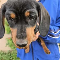 AKC Black/Tan Girl, a female Dachshund for sale in Casa Grande, AZ – Photo 3 of 10