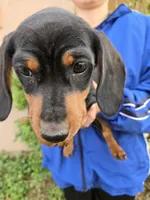 AKC Black/Tan Boy, a male Dachshund for sale in Casa Grande, AZ – Photo 3 of 10
