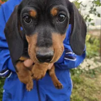 AKC Black/Tan Girl, a female Dachshund for sale in Casa Grande, AZ – Photo 9 of 10