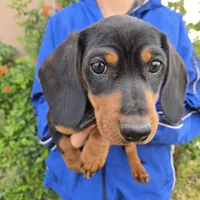 AKC Black/Tan Girl, a female Dachshund for sale in Casa Grande, AZ – Photo 6 of 10