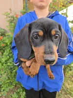 AKC Black/Tan Boy, a male Dachshund for sale in Casa Grande, AZ – Photo 6 of 10