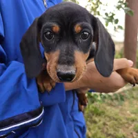 AKC Black/Tan Girl, a female Dachshund for sale in Casa Grande, AZ – Photo 4 of 10