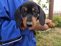 AKC Black/Tan Boy, a male Dachshund for sale in Casa Grande, AZ – Photo 4 of 10