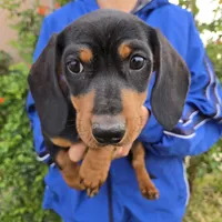 AKC Black/Tan Girl, a female Dachshund for sale in Casa Grande, AZ – Photo 2 of 10