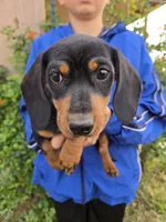 AKC Black/Tan Boy, a male Dachshund for sale in Casa Grande, AZ – Photo 2 of 10