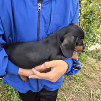 AKC Black/Tan Girl, a female Dachshund for sale in Casa Grande, AZ – Photo 8 of 10