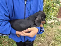 AKC Black/Tan Boy, a male Dachshund for sale in Casa Grande, AZ – Photo 8 of 10