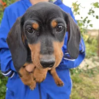 AKC Black/Tan Girl, a female Dachshund for sale in Casa Grande, AZ – Photo 5 of 10