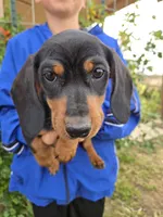 AKC Black/Tan Boy, a male Dachshund for sale in Casa Grande, AZ – Photo 5 of 10