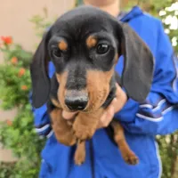 AKC Black/Tan Girl, a female Dachshund for sale in Casa Grande, AZ – Photo 1 of 10