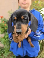 AKC Black/Tan Boy, a male Dachshund for sale in Casa Grande, AZ – Photo 1 of 10