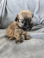 AKC Skye's Boy 4, TEXT 520-254-7407 , a male Havanese for sale in Casa Grande, AZ – 2 of 10