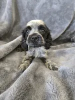 AKC Dora's Roan Girl, TEXT 520-254-7407, a female Cocker Spaniel for sale in Casa Grande, AZ – 8 of 10