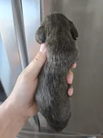 AKC Female, a female Dachshund for sale in Casa Grande, AZ – 4 of 9