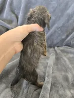 AKC Brindle Male 2, TEXT 520-254-7407, a male Dachshund for sale in Casa Grande, AZ – 4 of 7