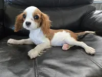 AKC Male, TEXT 520-254-7407, a male Cavalier King Charles Spaniel for sale in Casa Grande, AZ – 6 of 10