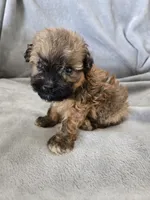 AKC Skye's Boy 2, TEXT 520-254-7407 , a male Havanese for sale in Casa Grande, AZ – 2 of 10