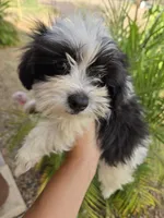 AKC Black & White Female, a female Havanese for sale in Casa Grande, AZ – 8 of 9