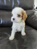 AKC Male, a male Cavalier King Charles Spaniel for sale in Casa Grande, AZ – 5 of 10