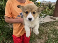 AKC Twix's Girl 2, a female Pembroke Welsh Corgi for sale in Casa Grande, AZ – Photo 1 of 9