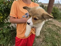 AKC Twix's Girl 2, a female Pembroke Welsh Corgi for sale in Casa Grande, AZ – Photo 5 of 9