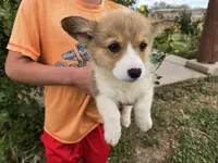 AKC Twix's Girl 2, a female Pembroke Welsh Corgi for sale in Casa Grande, AZ – Photo 3 of 9