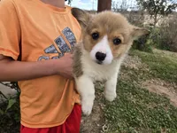 AKC Twix's Girl 2, a female Pembroke Welsh Corgi for sale in Casa Grande, AZ – Photo 2 of 9