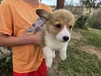 AKC Twix's Girl 2, a female Pembroke Welsh Corgi for sale in Casa Grande, AZ – Photo 4 of 9