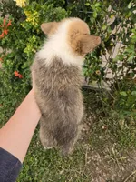 AKC Twix's Girl 2, a female Pembroke Welsh Corgi for sale in Casa Grande, AZ – Photo 7 of 9