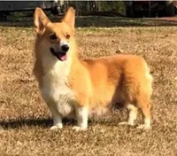 AKC Twix's Girl 2, a female Pembroke Welsh Corgi for sale in Casa Grande, AZ – Photo 8 of 9