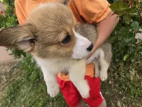 AKC Twix's Girl 2, a female Pembroke Welsh Corgi for sale in Casa Grande, AZ – Photo 6 of 9