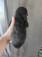 AKC Angel's Black & Tan Female, TEXT 520-254-7407, a female Dachshund for sale in Casa Grande, AZ – 8 of 10