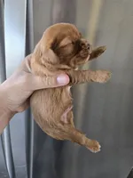 AKC Ruby Male - TEXT 520-254-7407, a male Cavalier King Charles Spaniel for sale in Casa Grande, AZ – 4 of 9