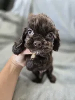 AKC Rosey's Chocolate Boy, TEXT 520-254-7407 , a male Cocker Spaniel for sale in Casa Grande, AZ – 1 of 6