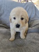 AKC Girl Ready Now!, a female Golden Retriever for sale in Casa Grande, AZ – Photo 1 of 10