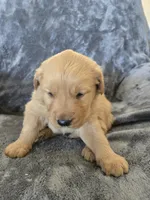 AKC Girl, a female Golden Retriever for sale in Casa Grande, AZ – Photo 3 of 9
