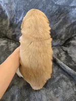 AKC Girl, a female Golden Retriever for sale in Casa Grande, AZ – Photo 6 of 9