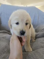 AKC Girl Ready Now!, a female Golden Retriever for sale in Casa Grande, AZ – Photo 6 of 10