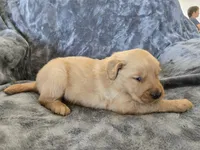 AKC Girl, a female Golden Retriever for sale in Casa Grande, AZ – Photo 5 of 9