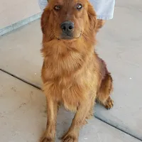 AKC Girl, a female Golden Retriever for sale in Casa Grande, AZ – Photo 9 of 9