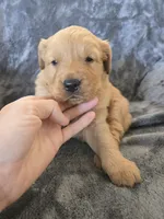 AKC Girl, a female Golden Retriever for sale in Casa Grande, AZ – Photo 2 of 9