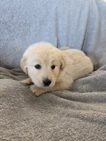 AKC Girl Ready Now!, a female Golden Retriever for sale in Casa Grande, AZ – Photo 7 of 10