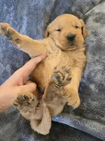 AKC Girl, a female Golden Retriever for sale in Casa Grande, AZ – Photo 7 of 9