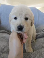 AKC Girl Ready Now!, a female Golden Retriever for sale in Casa Grande, AZ – Photo 4 of 10