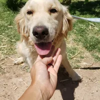 AKC Girl, a female Golden Retriever for sale in Casa Grande, AZ – Photo 8 of 9